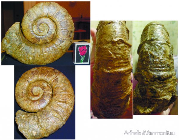 аммониты, головоногие моллюски, Крым, готерив, Ammonites, Pseudothurmannia