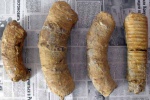 Фрагменты крупных Крымских гетероморфных амонитов