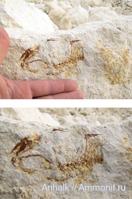 мел, рыбы, Крым, верхний мел, ?, Cretaceous, fish