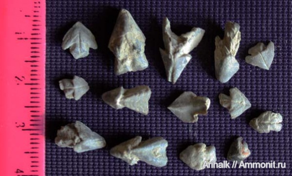головоногие моллюски, Крым, апт, ринхолиты, Hadrocheilus, Akidocheilus