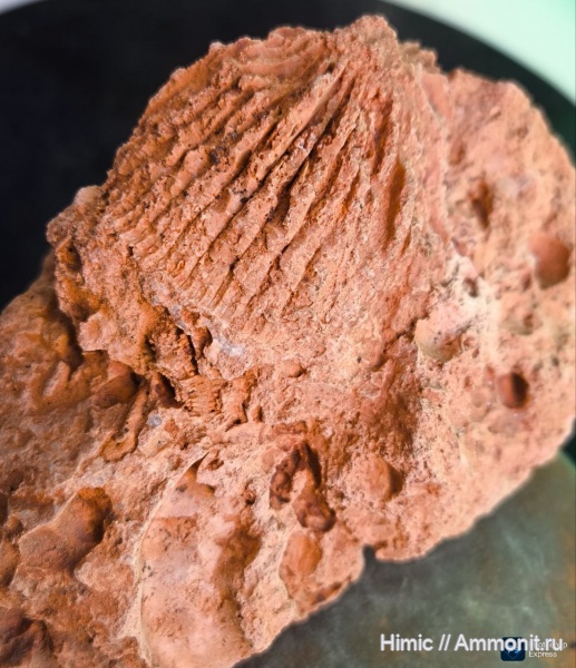 карбон, ругозы, Владимирская область