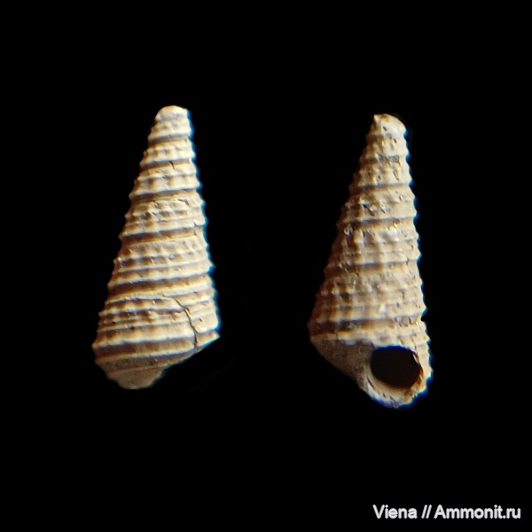 юра, Фили, мезозой, волжский ярус, Procerithium, Cosmocerithium, Procerithiidae, Procerithium kunceviense