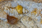 Мелкая гастропода из песчаного карьера