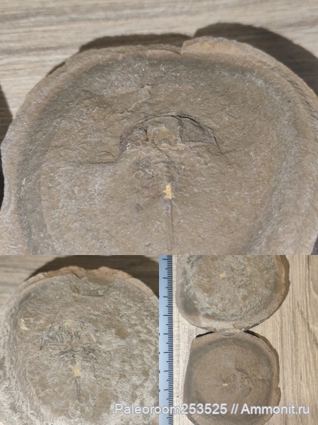 Трилобит неопознанного вида