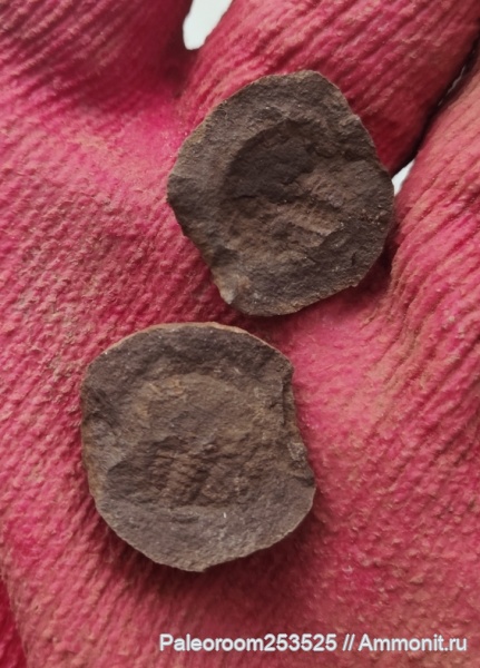 карбон, мечехвосты, Bellinurus, Ростов