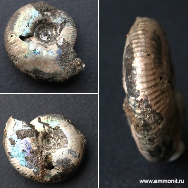 юра, волжский ярус, Еганово, Craspedites, Ammonoidea, Ammonites, Craspedites subditus, Volgian, Jurassic, Upper Jurassic