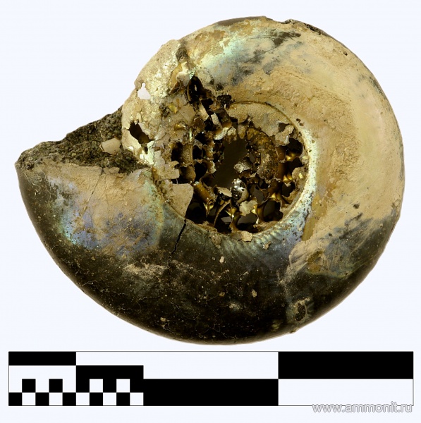 юра, Фили, Kachpurites, волжский ярус, Ammonites, отпечатки мускулов, Volgian, Jurassic