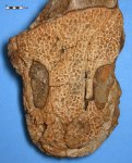 Фрагмент черепа амфибии Benthosuchus suschkini