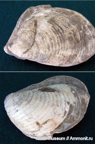 моллюски, двустворчатые моллюски, Buchia, берриас, Buchia crassa, Aucella, Aucella crassa, Berriasian