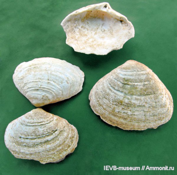 двустворчатые моллюски, плиоцен, Mactra, акчагыл, Mactra subcaspia, Aktschagylia, Aktschagylia subcaspia