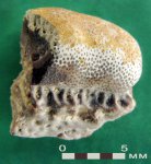 Зуб евгенеодонта Fadenia sp. (?)