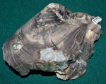 Древесина-8 (палеоцен)