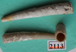 Лопатоногий моллюск Laevidentalium sp.