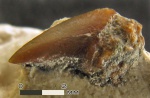 Зуб акулы Archaeolamna sp.
