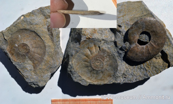 аммониты, юра, Kachpurites, волжский ярус, Ammonites, Kachpurites ornatum, Volgian, Jurassic