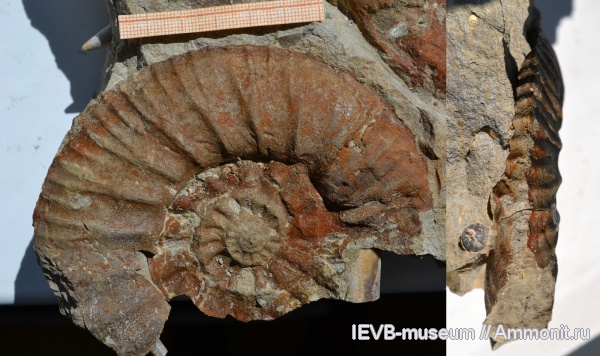 аммониты, юра, Kachpurites, волжский ярус, Ammonites, Volgian, Jurassic