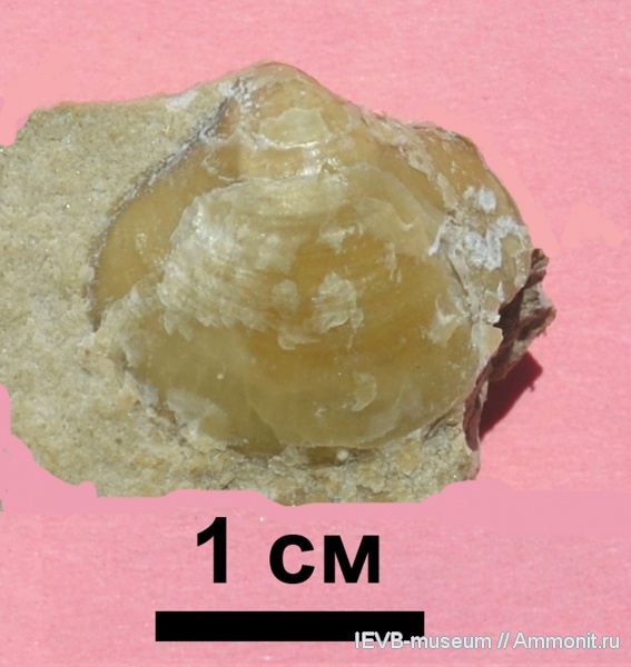 брахиоподы, карбон, Spiriferida, касимовский ярус, Phricodothyris, Phricodothyris mosquensis