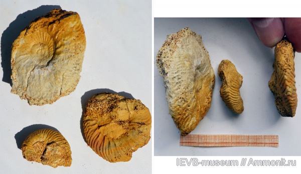 аммониты, юра, келловей, Quenstedtoceras, Ammonites, Quenstedtoceras pseudolamberti, Callovian, Jurassic, Middle Jurassic