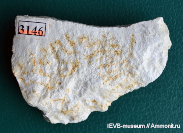 мел, губки, маастрихт, Maastrichtian, Cretaceous