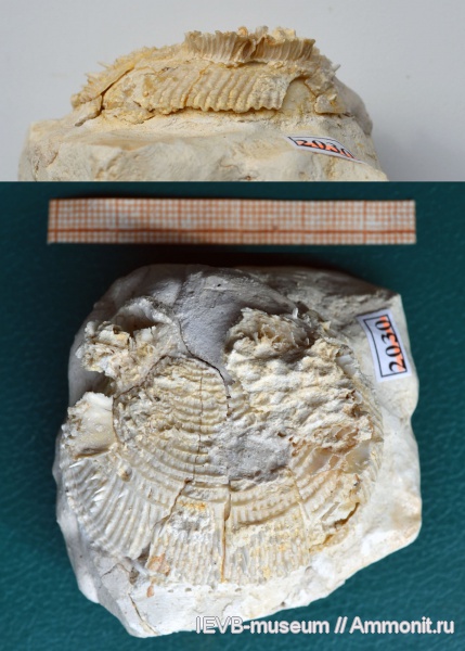 мел, двустворчатые моллюски, Spondylus, кампан, Spondylus dutempleanus, Campanian, Cretaceous