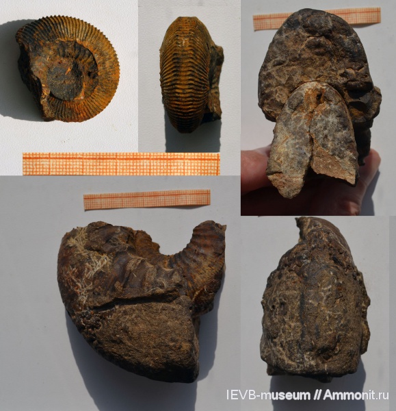 аммониты, юра, келловей, Kepplerites, Ammonites, Kepplerites curtilobus