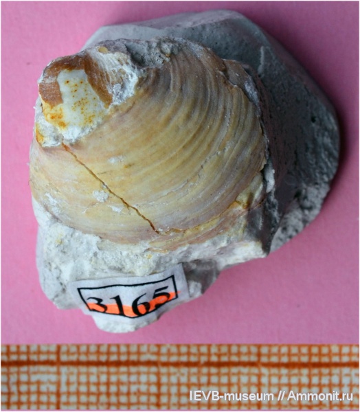 мел, двустворчатые моллюски, маастрихт, Ostreidae, Acutostrea uncinella, Acutostrea, Maastrichtian, Cretaceous