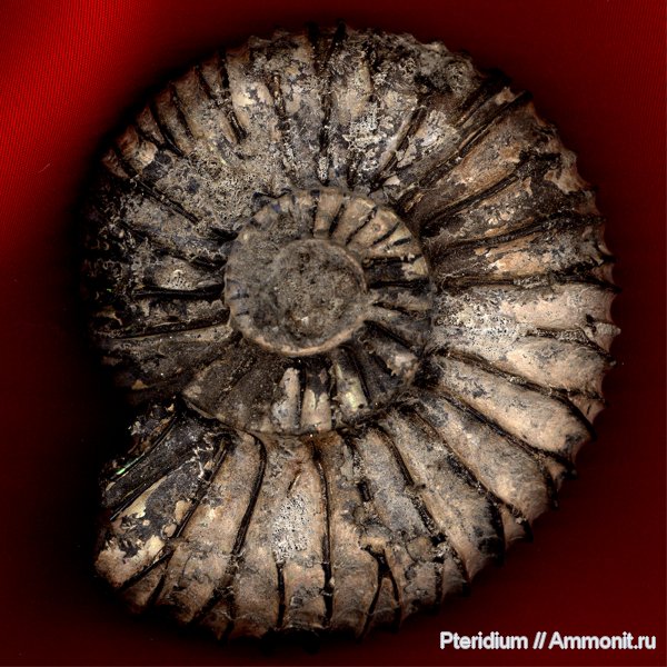 аммониты, юра, Воскресенск, Подмосковье, Acuticostites, Virgatites pallasianus, Ammonites, Jurassic