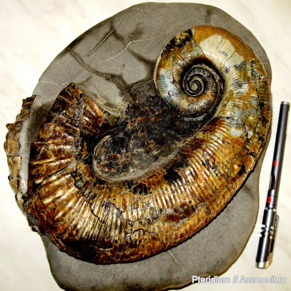 аммониты, мел, гетероморфные аммониты, Ульяновск, Ancyloceras, Ammonites, Ancyloceratidae, Cretaceous, heteromorph ammonites