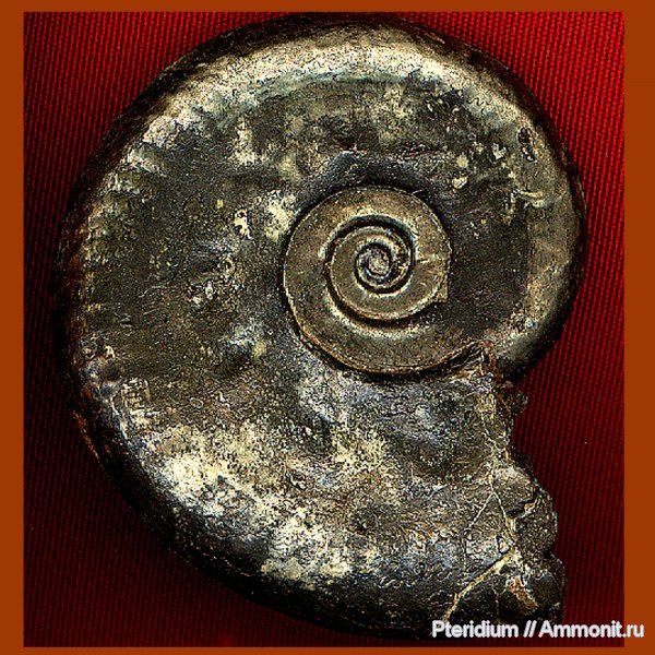 аммониты, юра, Михайлов, Lunuloceras, Ammonites, Lunuloceras subinvoluta, Jurassic