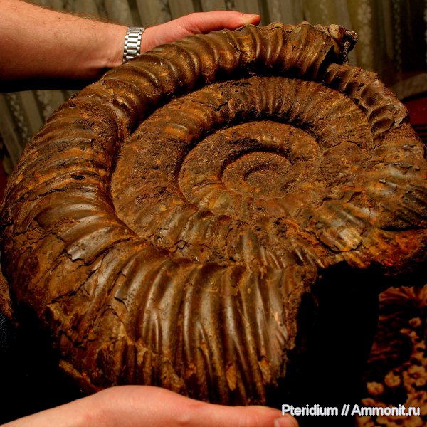 аммониты, юра, Dorsoplanites, Глебово, Ammonites, Dorsoplanites rosanovi, Dorsoplanitidae, Jurassic