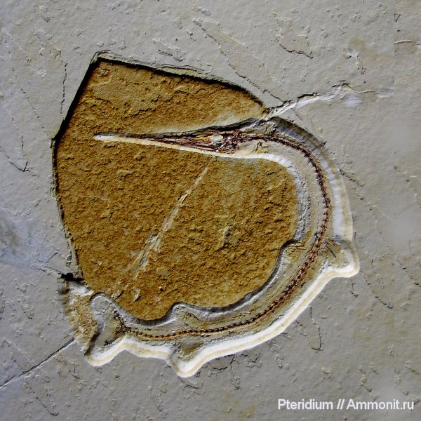 Ливан, верхний мел, Rhynchodercetis, Upper Cretaceous
