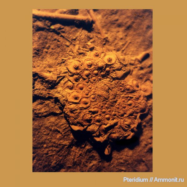 верхний карбон, Archaeocidaris rossica, касимовский ярус, Афанасьевский карьер