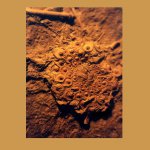 Archaeocidaris rossica Buch