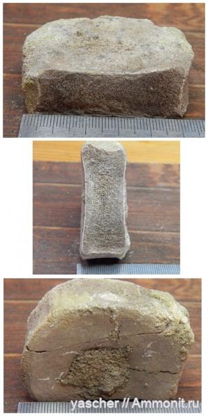 ихтиозавры, альб, Тамбовская область