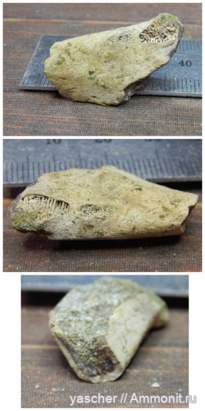 химеры, альбский ярус, Тамбовская область