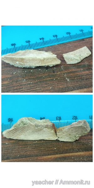 химеры, альбский ярус, Тамбовская область