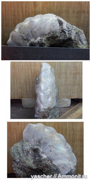 аммониты, альб, Тамбовская область