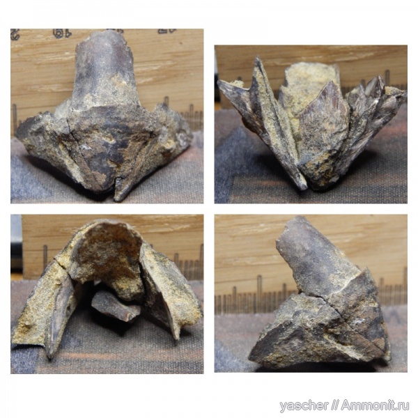 Coleoidea, коньяк, Тамбовская область