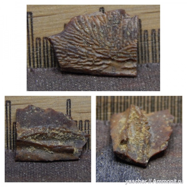 рыбы, коньяк, Тамбовская область