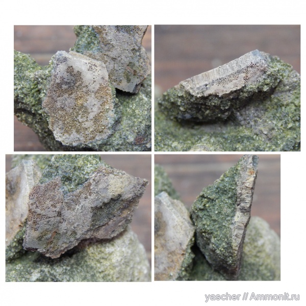 рептилии, альб, Тамбовская область