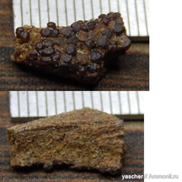 коньякский ярус, Тамбовская область, Albuliformes