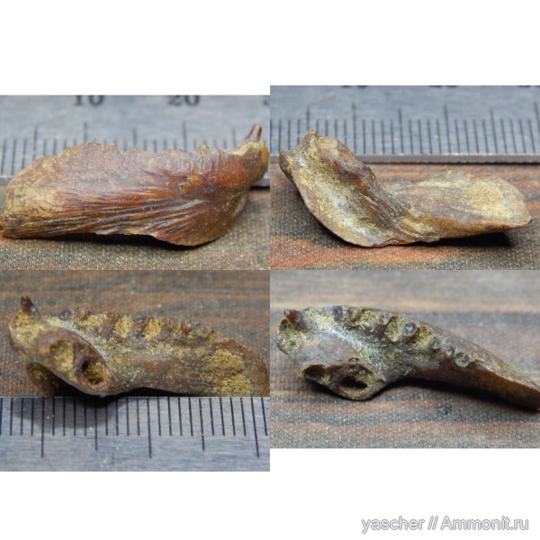 рыбы, коньяк, Тамбовская область