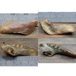 Челюсть рыбы (?)