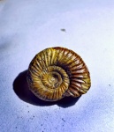 Perisphinctes sp.