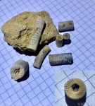 Apiocrinus(?) sp.