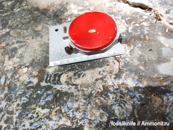 пермь, cephalopoda