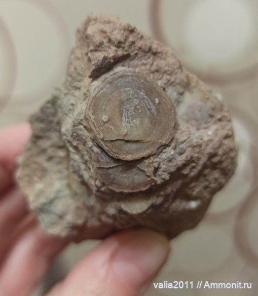 Путилово, Pseudocrania petropolitana, беззамковая брахиопода