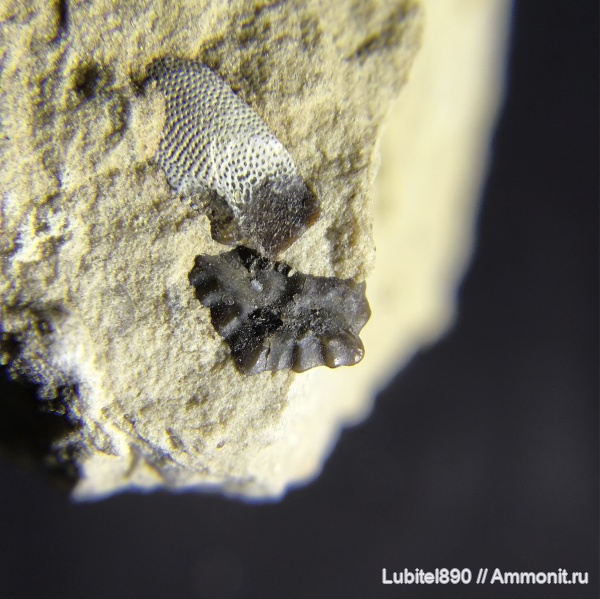 рыбы, зубы, нижний карбон