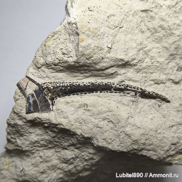 рыбы, нижний карбон, Erismacanthus, шипы рыб