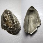 Liostrea khoroschovensis.